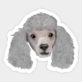 Poodle Sticker